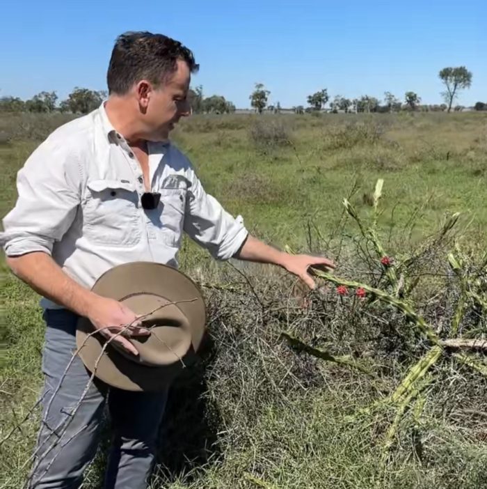 Media Release: Funding secured to tackle high-risk weed species