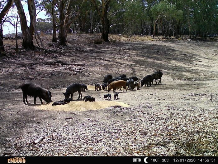 Calls grow for real action on feral pig destruction