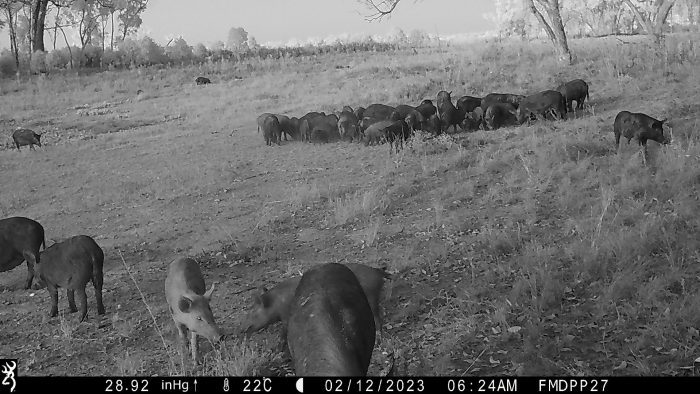 Record investment to back farmers and tackle feral pigs